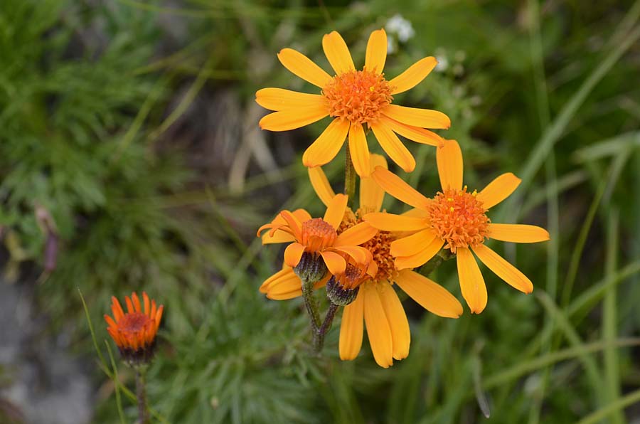 Jacobaea  abrotanifolia / Senecio abrotanino